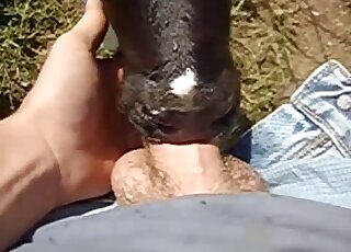 Pony animal sex