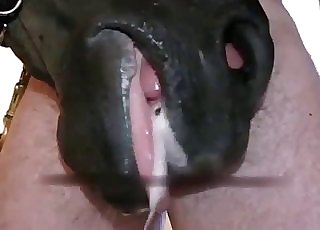 Sweet stallion nicely sucks his boner