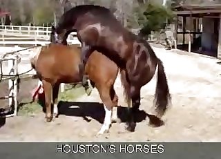 ﻿2 horses enjoying ionate sex